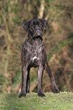 CANE CORSO 1433